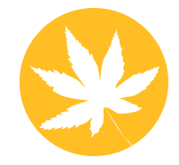 cannabis