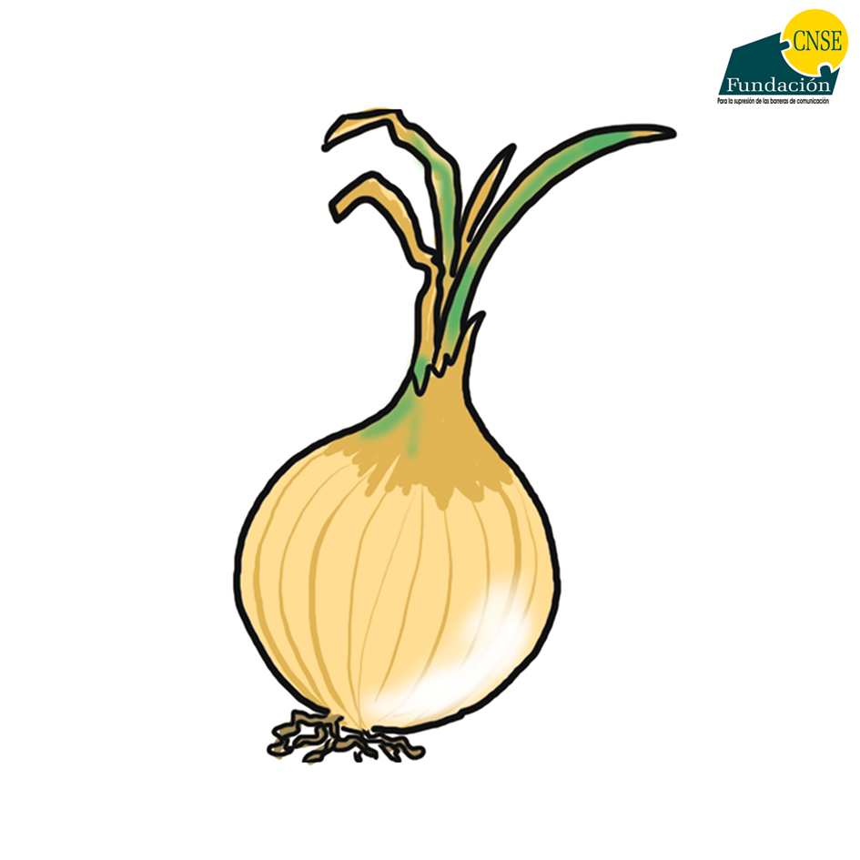 cebolla