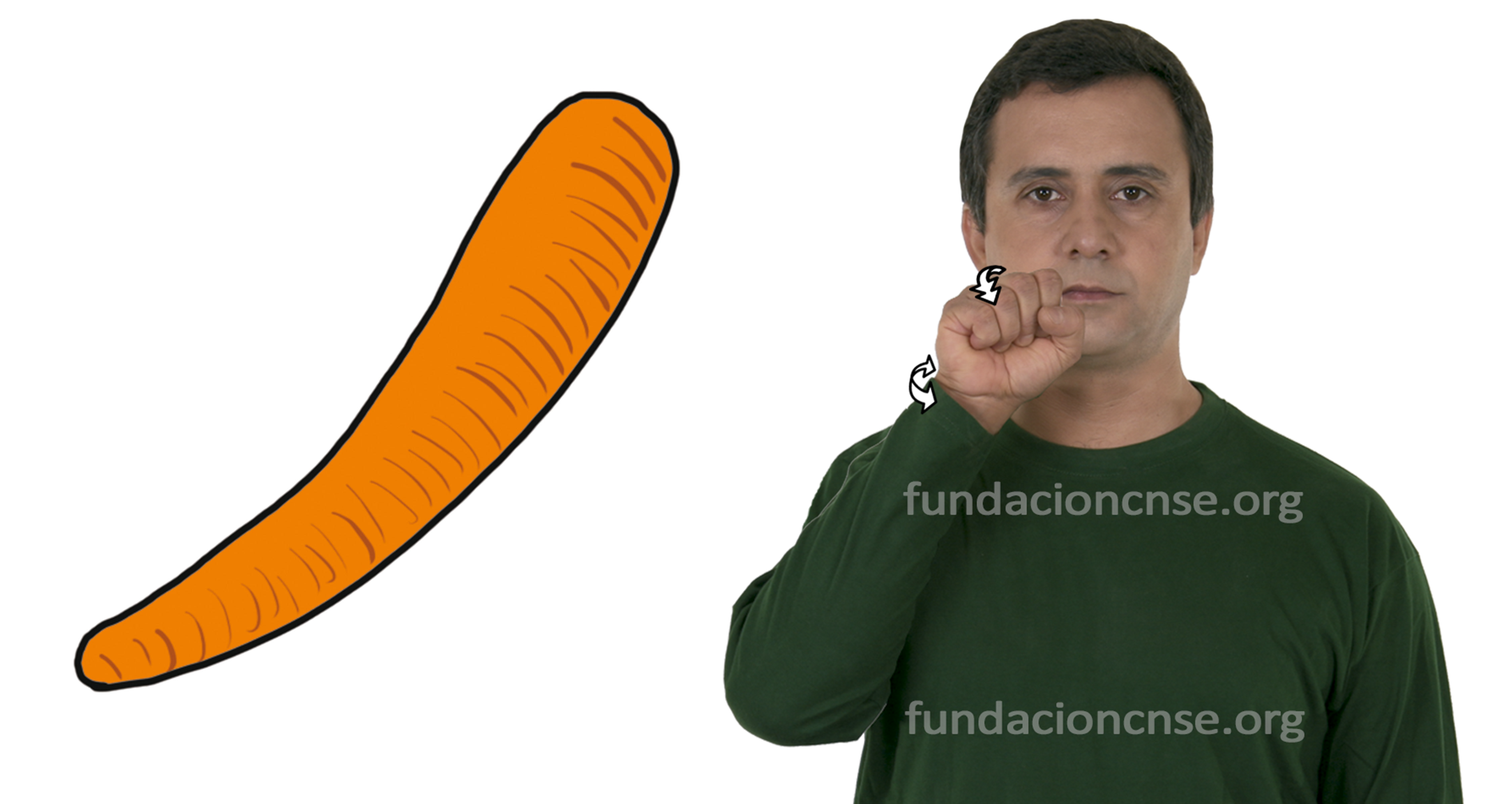 zanahoria